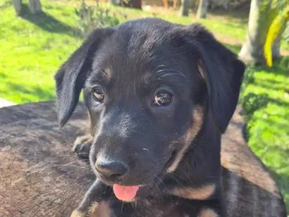 Cachorro raça SRD-ViraLata idade Abaixo de 2 meses nome Amora