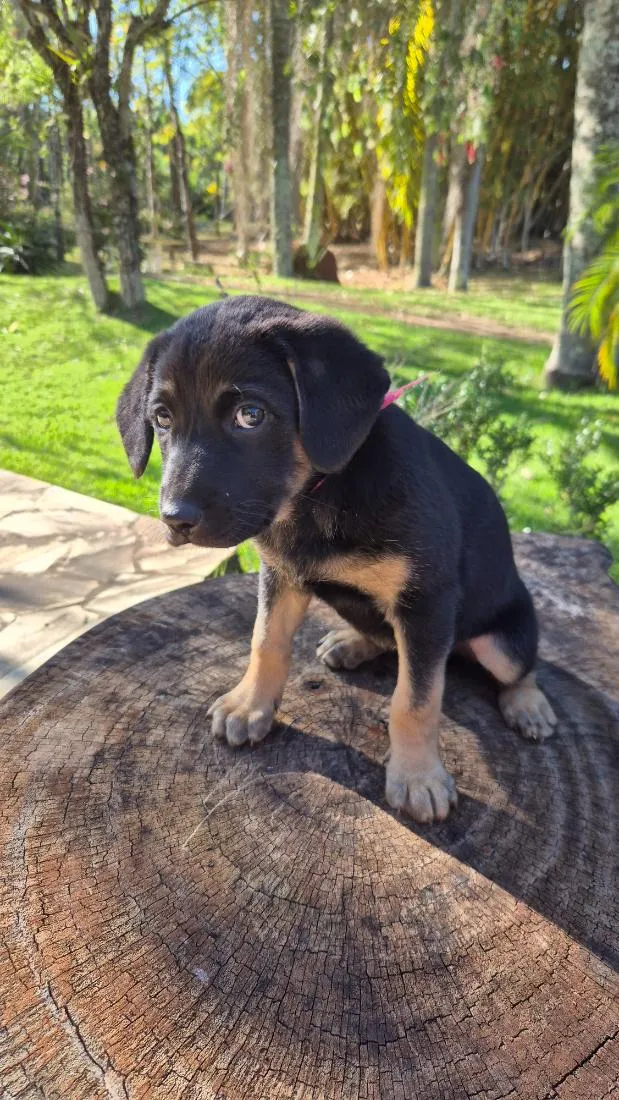 Cachorro raça SRD-ViraLata idade Abaixo de 2 meses nome Rosinha