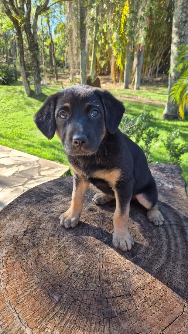 Cachorro raça SRD-ViraLata idade Abaixo de 2 meses nome Rosinha