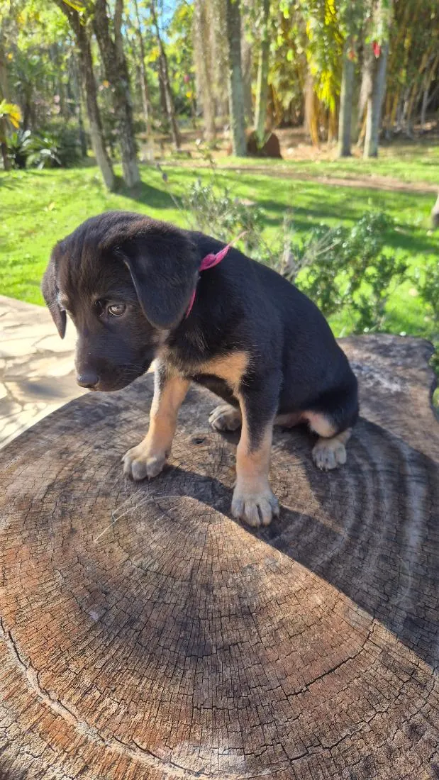 Cachorro raça SRD-ViraLata idade Abaixo de 2 meses nome Rosinha