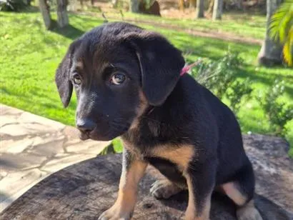Cachorro raça SRD-ViraLata idade Abaixo de 2 meses nome Rosinha