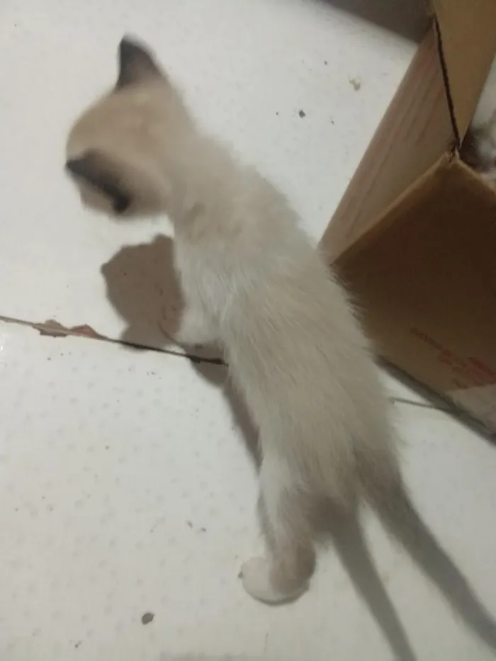 Gato raça SRD-ViraLata idade 2 a 6 meses nome mami