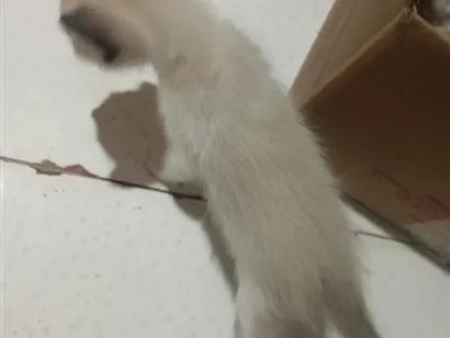 Gato raça SRD-ViraLata idade 2 a 6 meses nome mami