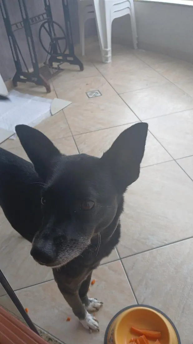 Cachorro raça SRD-ViraLata idade 4 anos nome Mel
