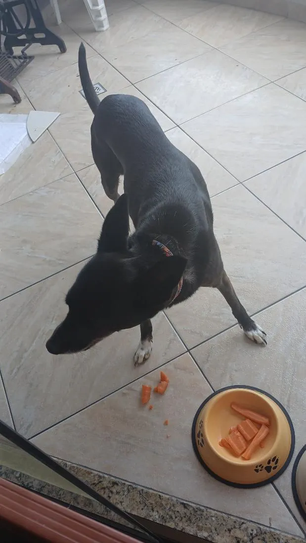 Cachorro raça SRD-ViraLata idade 4 anos nome Mel