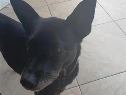 Cachorro raça SRD-ViraLata idade 4 anos nome Mel