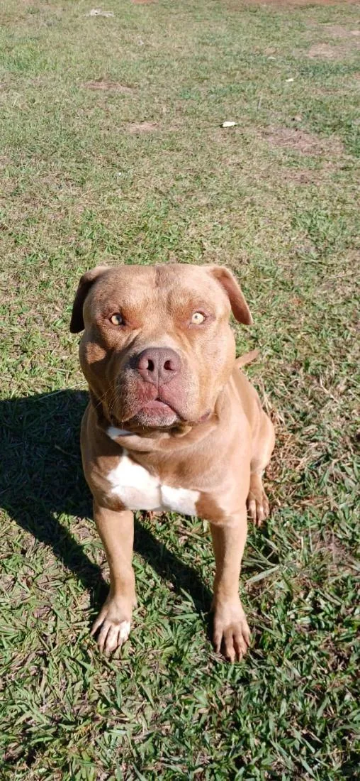 Cachorro raça Pit-Bull idade 5 anos nome Colt