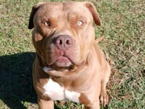 Cachorro raça Pit-Bull idade 5 anos nome Colt