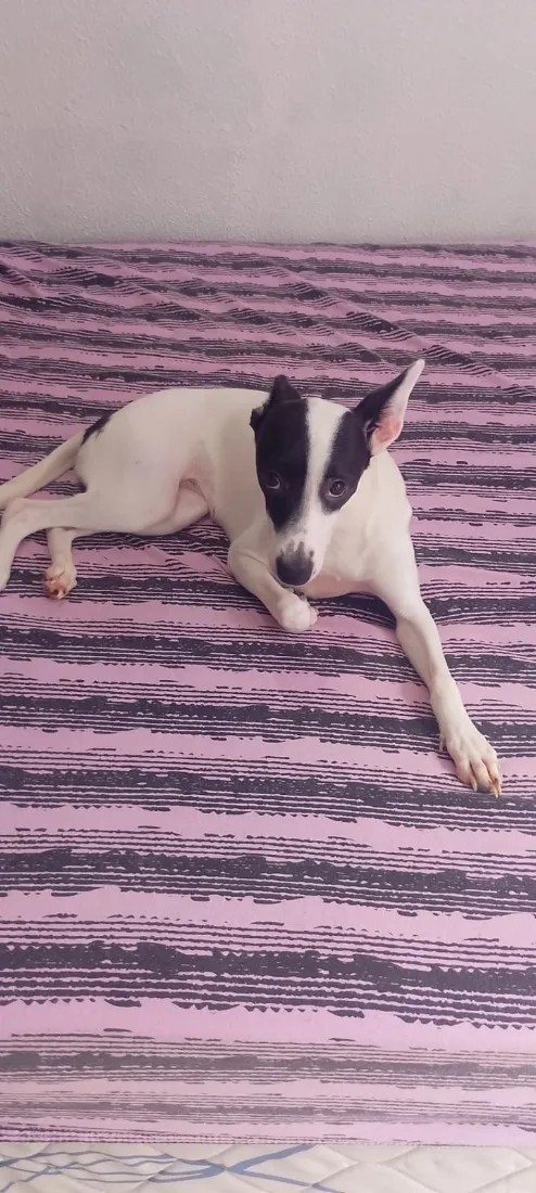 Cachorro raça SRD-ViraLata idade 2 a 6 meses nome Luna