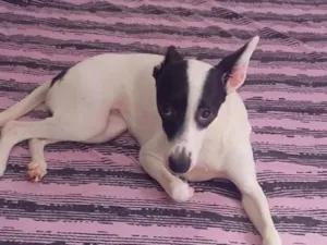 Cachorro raça SRD-ViraLata idade 2 a 6 meses nome Luna