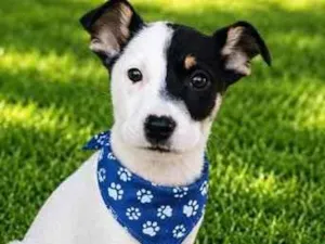 Cachorro raça SRD-ViraLata idade 2 a 6 meses nome Jerônimo 
