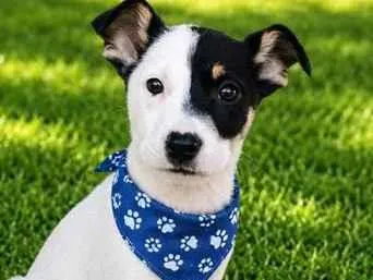 Cachorro raça SRD-ViraLata idade 2 a 6 meses nome Jerônimo 