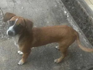 Cachorro raça SRD-ViraLata idade 7 a 11 meses nome Nina 