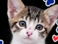 Pingo