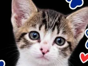 Gato raça SRD-ViraLata idade 2 a 6 meses nome Pingo