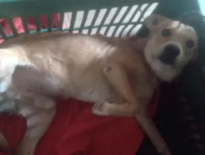 Cachorro raça SRD-ViraLata idade 5 anos nome betoven 
