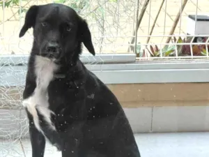 Cachorro raça SRD-ViraLata idade 7 a 11 meses nome Claudio