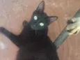 Gatos macho e fêmeas