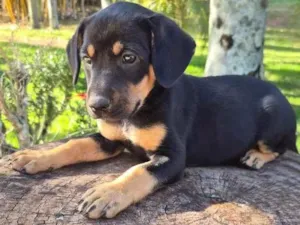 Cachorro raça SRD-ViraLata idade Abaixo de 2 meses nome Pulguinha