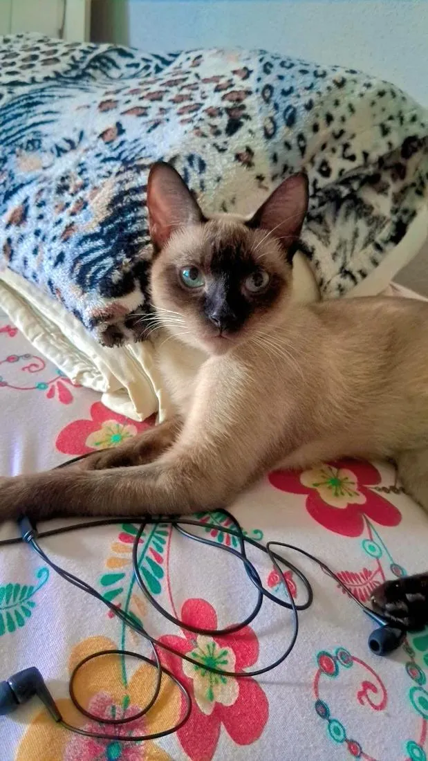 Gato raça Siamês idade 7 a 11 meses nome Nina