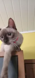 Nina