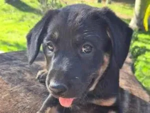Cachorro raça SRD-ViraLata idade Abaixo de 2 meses nome Amora