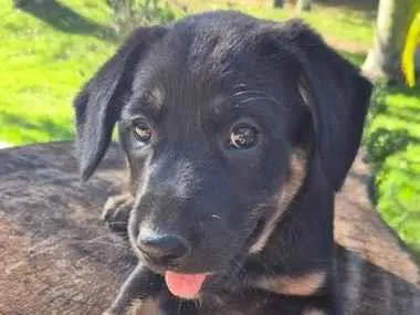 Cachorro raça SRD-ViraLata idade Abaixo de 2 meses nome Amora