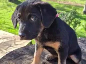 Cachorro raça SRD-ViraLata idade Abaixo de 2 meses nome Rosinha