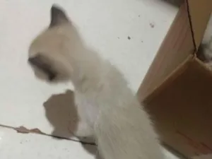 Gato raça SRD-ViraLata idade 2 a 6 meses nome mami
