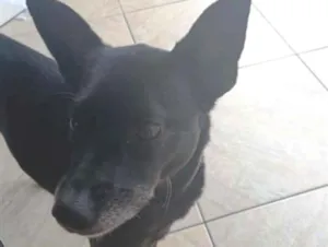 Cachorro raça SRD-ViraLata idade 4 anos nome Mel