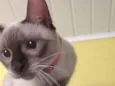 Nina