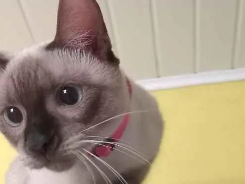 Gato raça Siamês idade 7 a 11 meses nome Nina