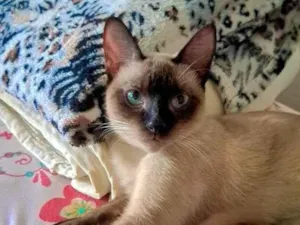 Gato raça Siamês idade 7 a 11 meses nome Nina