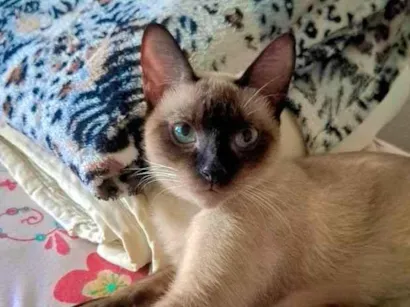 Gato raça Siamês idade 7 a 11 meses nome Nina