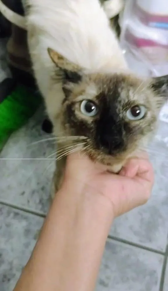 Gato raça SRD-ViraLata idade 7 a 11 meses nome Pérola 
