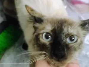 Gato raça SRD-ViraLata idade 7 a 11 meses nome Pérola 