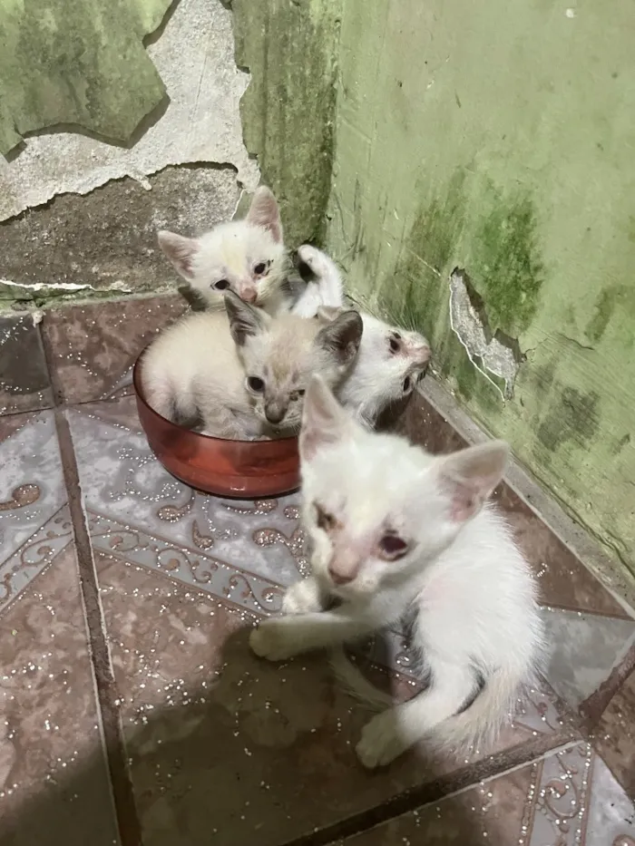 Gato raça SRD-ViraLata idade Abaixo de 2 meses nome Amores
