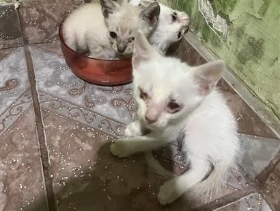 Gato raça SRD-ViraLata idade Abaixo de 2 meses nome Amores