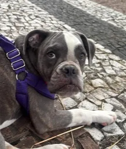 Cachorro raça SRD-ViraLata idade 7 a 11 meses nome Mileidy