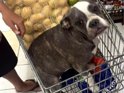 Cachorro raça SRD-ViraLata idade 7 a 11 meses nome Mileidy