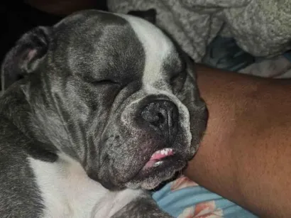 Cachorro raça SRD-ViraLata idade 7 a 11 meses nome Mileidy