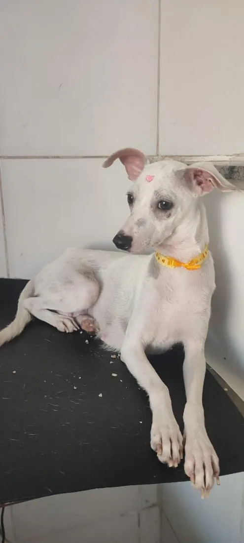 Cachorro raça SRD-ViraLata idade 7 a 11 meses nome Malagueta