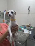 Malagueta