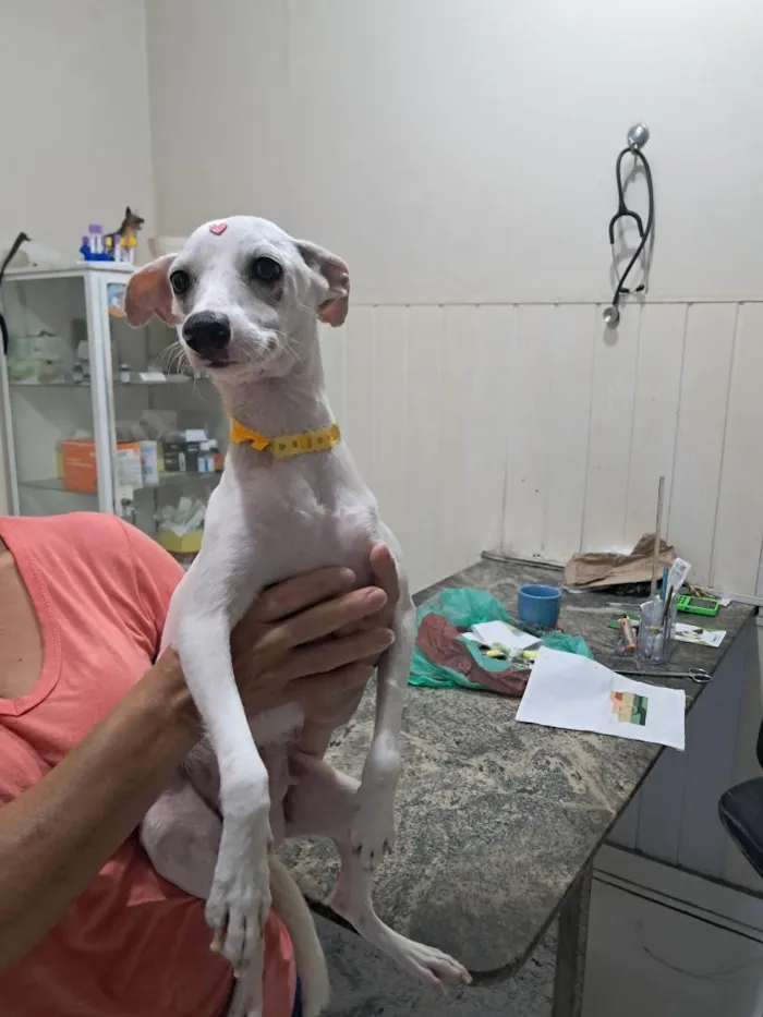 Cachorro raça SRD-ViraLata idade 7 a 11 meses nome Malagueta