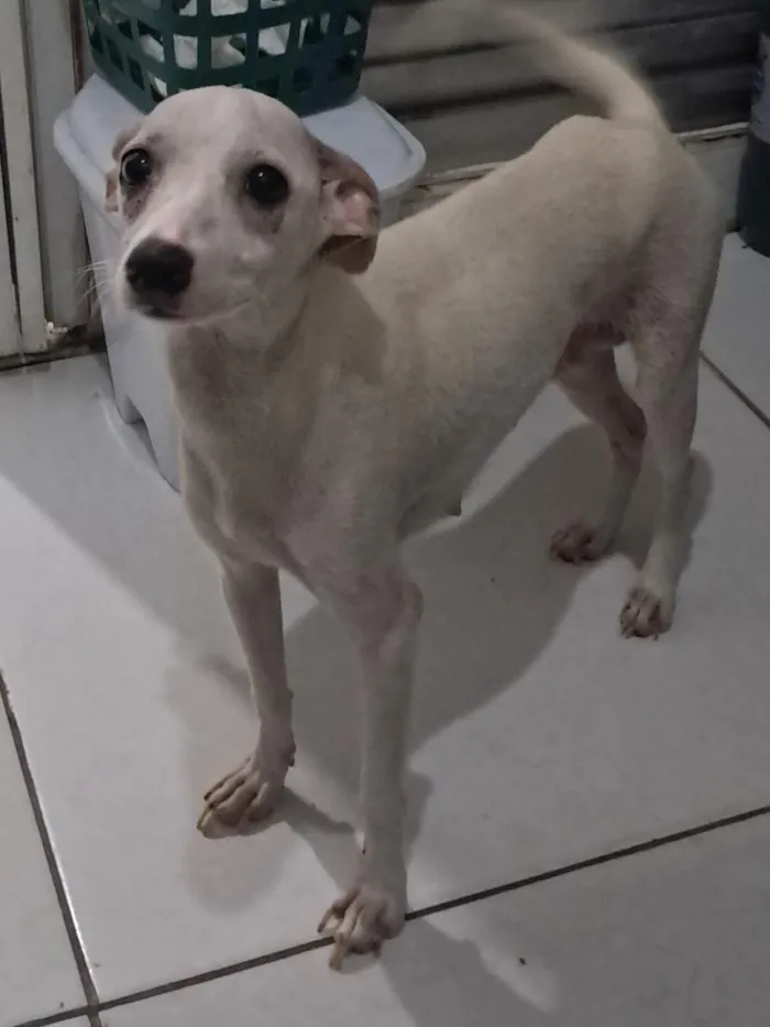 Cachorro raça SRD-ViraLata idade 7 a 11 meses nome Malagueta