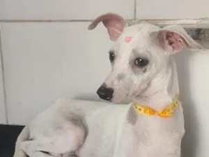 Cachorro raça SRD-ViraLata idade 7 a 11 meses nome Malagueta