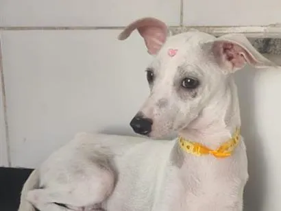 Cachorro raça SRD-ViraLata idade 7 a 11 meses nome Malagueta