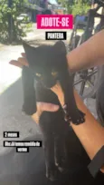 Pantera