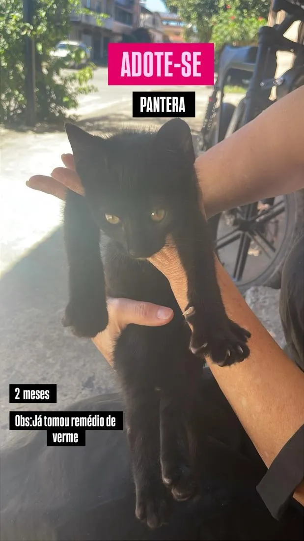Gato raça SRD-ViraLata idade 2 a 6 meses nome Pantera