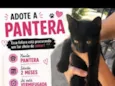 Pantera